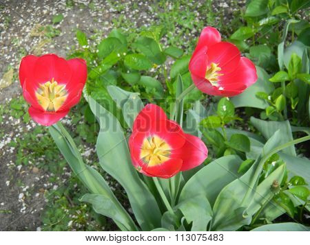 Red tulips