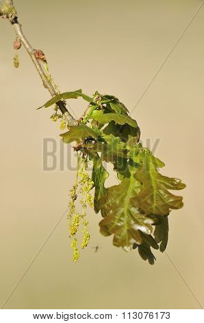 Pedunculate Oak With Gall Wasp