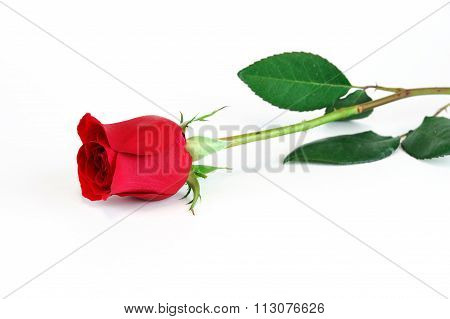 red rose laying on white background