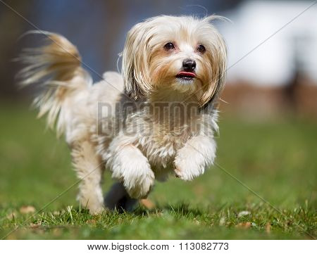 Dog Running Outdoors In Nature