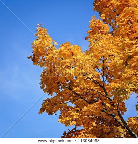 Tulip Tree Branch With Autumn Leaves, France