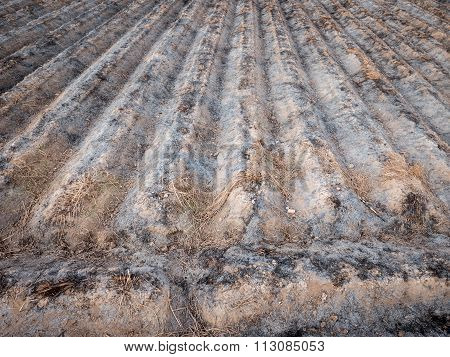 Burnt cultivated field with furrows, preparing next plantation