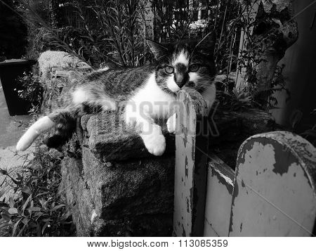 cat sitting on a dry stone wall with gate