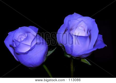Rosas azuis