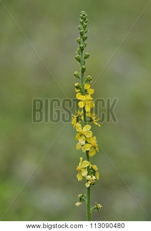 Agrimony