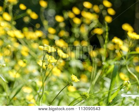 Yellow Buttercup