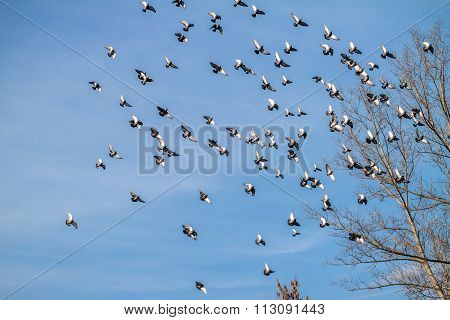A Flock Of Pigeons On A Background Of Blue Sky