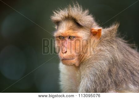 Bonnet Macaque.