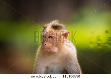 Bonnet Macaque.