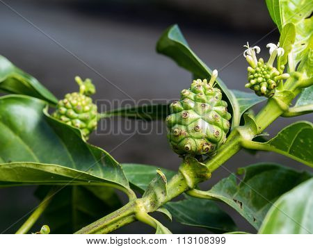 Fresh Green Indean Mulberry