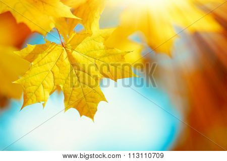 Beautiful autumn maple leaves on tree in park