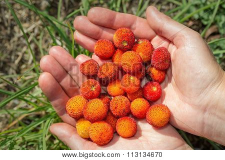 The Girl Holds In Hands Ripe Berries Arbutus. Close-up.