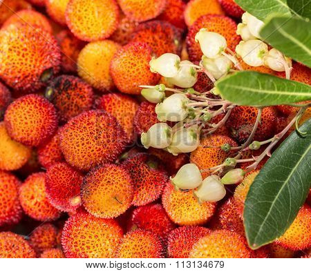 Arbutus Flowers And Leaves. Close-up.