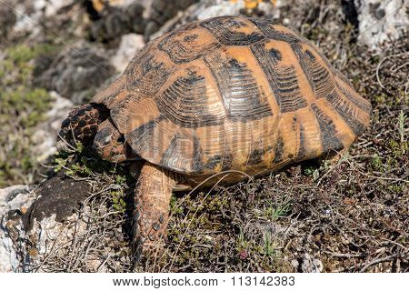 Land Tortoise - Testudo Graeca
