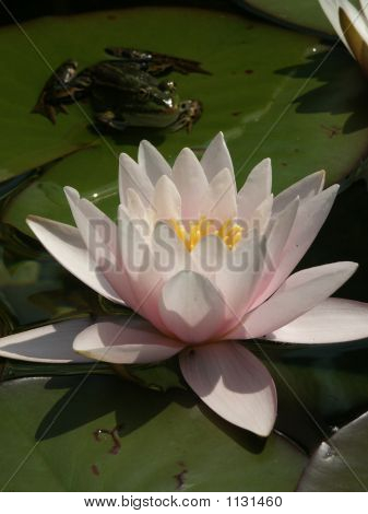 Frog With Water Lily