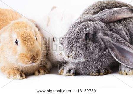 Three different rabbits