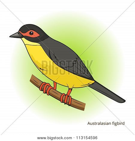 Australasian figbird bird educational game vector