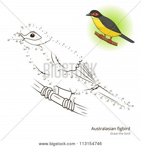 Australasian figbird bird learn to draw vector