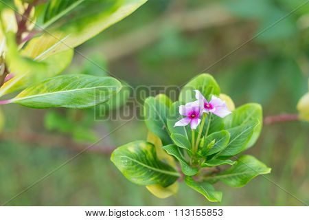 Little Pink Flowers In The Morning Time