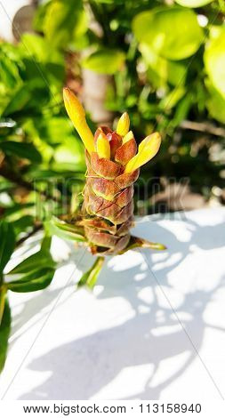 Costus Speciosus Or India Head Ginger Flower
