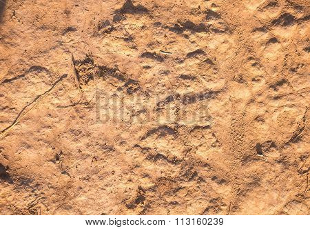 soil texture ,dirt road in nature