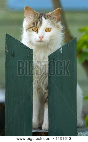 Gato con ojos amarillos