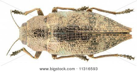 Dicerca Aenea