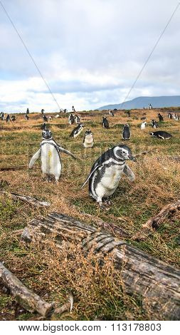 The penguins in tierra del fuego