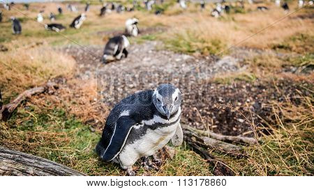 The penguins of ushuaia