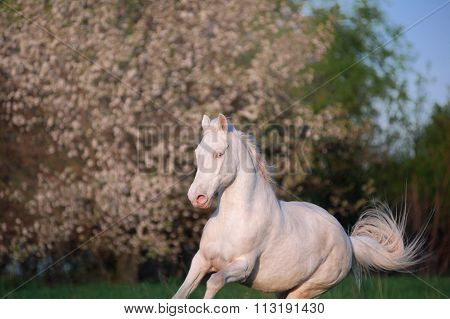 Beautiful horse isabella unusual suit jumping on a background of a blossoming tree