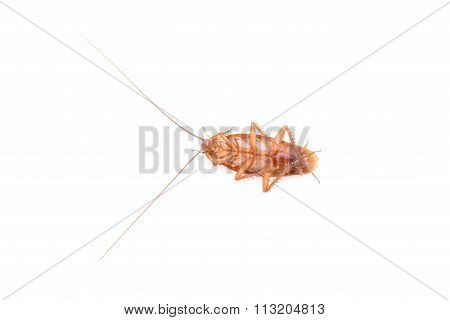 Cockroach Isolated On White Background