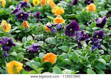 Bright Panola Pansy In The Garden ,flowers