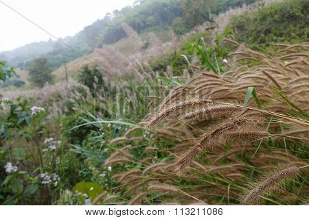 Poaceae Grass Meadow On The Hill