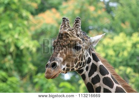 African Giraffe