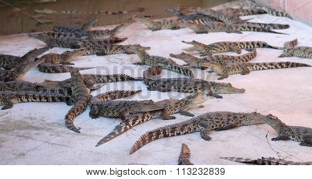 Crocodiles