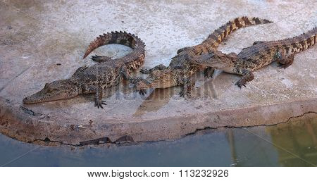 crocodiles