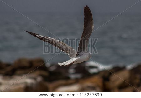 Seagull