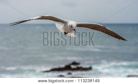 Seagull