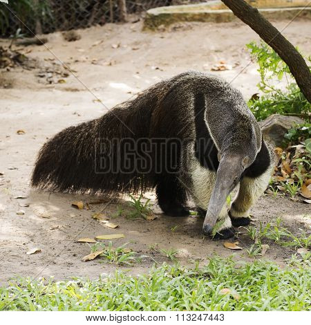 Giant Ant Eater