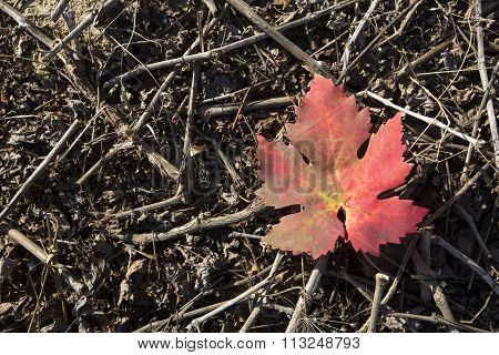 Autumn grape leaf.