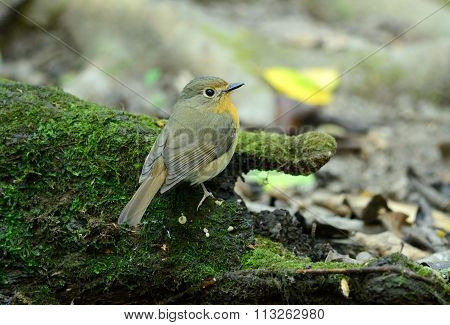 Female Hill Blue Flycatcher