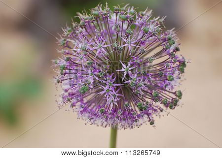 Close Up Of The Flowers Of Some Chives