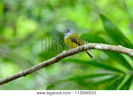 Grey-headed Canary- Flycatcher (culicicapa Ceylonensis)