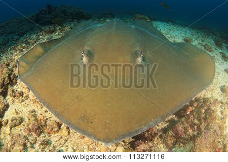 Stingray (Pink Whipray) in Thailand