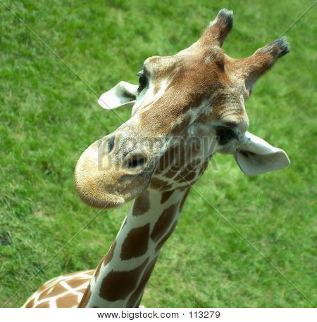 Giraffa