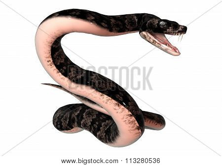 Cottonmouth Snake On White