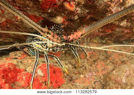 Spiny Lobster