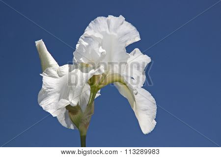 White Flower (iris) On Blue Sky