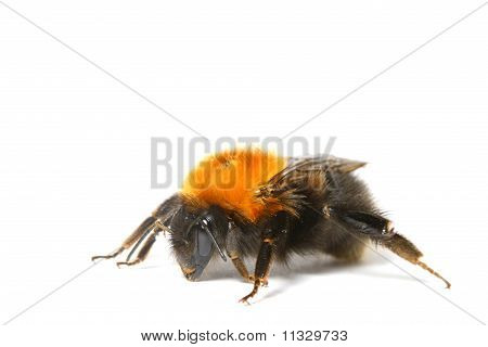 Tanz Bumble bee