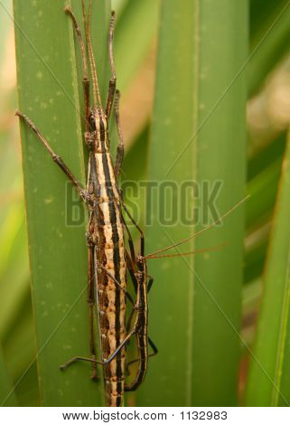 Insecto 1